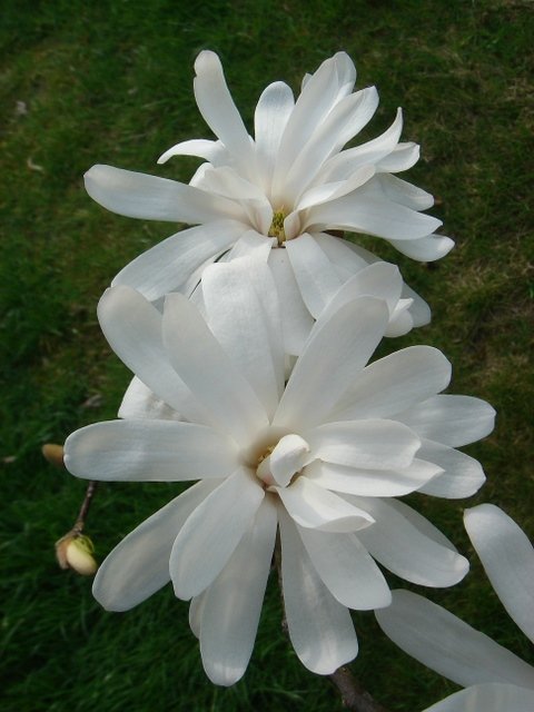 Magnolia stellata 'Royal Star'